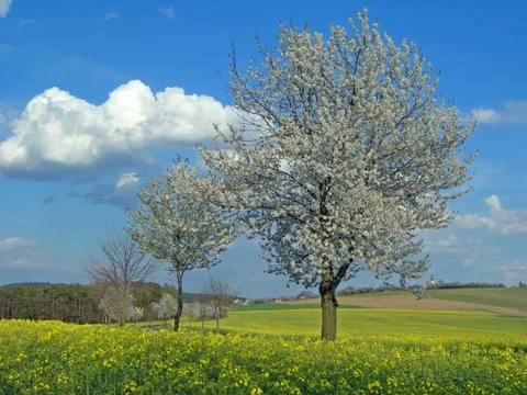 Romantic landscape Stock Photos