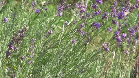 Romantic lavender flowers garden, culinary herb, flowering plants Stock Footage 32160529