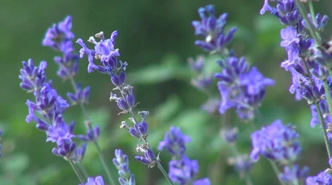 Romantic lavender flowers garden, culinary herb, flowering plants Stock Footage 32161304