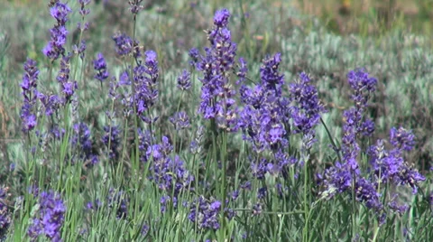 Romantic lavender flowers, wind, bumble-bee, bee, herb, flowering plants Stock Footage 35185835