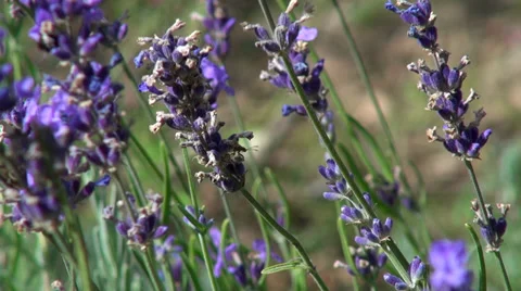 Romantic lavender garden, bees, culinary herb, flowering plants Stock Footage 35185799