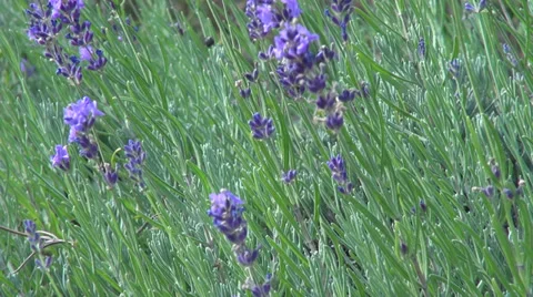 Romantic lavender garden, Lavandula, culinary herb, flowering plants Stock Footage 32161112