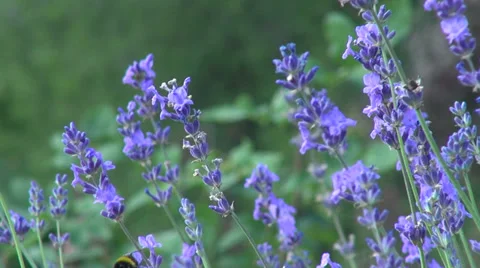 Romantic lavender garden, wind, bumble-bee, culinary herb, flowering plants Stock Footage 32161459
