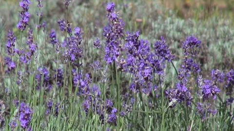 Romantic lavender garden, wind, bumble-bee, bees, herb, flowering plants Stock Footage 35185813