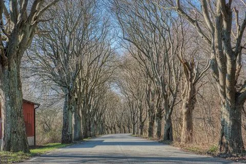 Romantic leafless tree tunnel road or bare trees on a narrow avenue in Skane Stock Photos