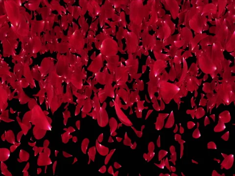 Romantic Light Red Rose Flower Petals Falling Transition Alpha matte Loop 4k Video stock 71895264
