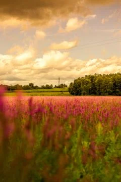 Romantic meadow Foto stock