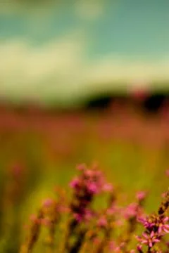 Romantic meadow Foto stock