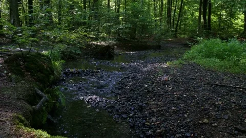 Romantic mood by the stream in the forest with some sunny spots. Stock Footage 138161041