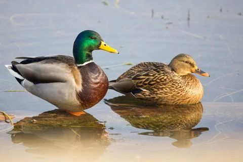 Romantic Pair of Mallard Ducks Posing as a Loving Couple in Nature Stock Photos