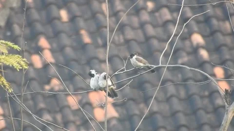 Romantic Pair of Sooty-Headed Bulbuls Sharing a Tender Moment on a Tree Branch Stock Footage 308474615