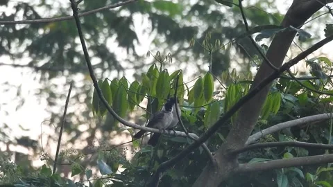 Romantic Pair of Sooty-Headed Bulbuls Sharing a Tender Moment on a Tree Branch Video stock 308474884