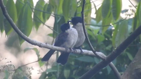 Romantic Pair of Sooty-Headed Bulbuls Sharing a Tender Moment on a Tree Branch Stock Footage 308474920
