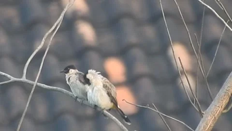 Romantic Pair of Sooty-Headed Bulbuls Sharing a Tender Moment on a Tree Branch Stock Footage 308474921