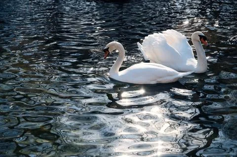 Romantic pair of white swans float on blue water of lake Stock Photos