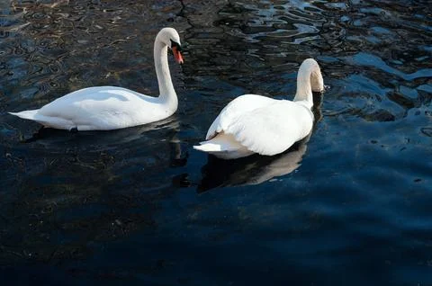 Romantic pair of white swans float on blue water of lake Stock Photos