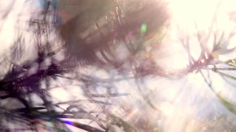 Romantic panoramic view of forest scene with play of sun through pine branch. 库存影片 54074200