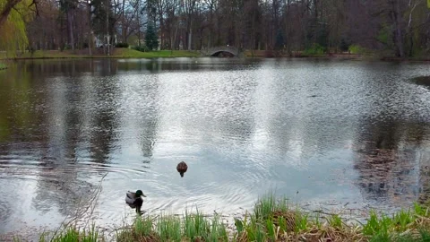 Romantic park with Ducks Video stock 272587224