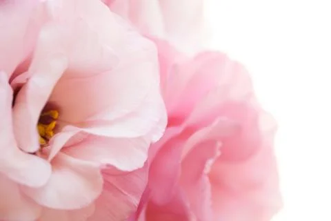 Romantic pink eustoma background Stock Photos