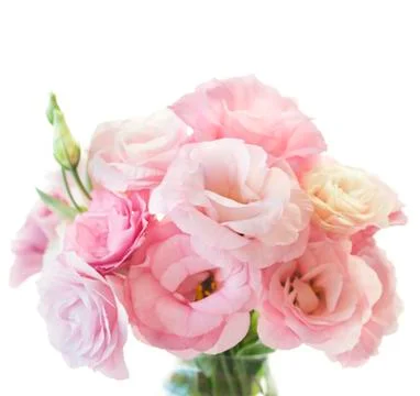 Romantic pink eustoma bunch isolated on white background Stock Photos