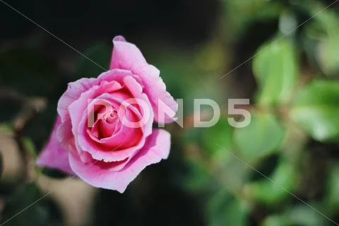 Romantic Pink Garden Rose - Soft Focus Stock Photos