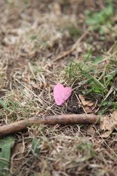 Romantic pink heart on the ground for Valentine's day symbol of love Stock Photos
