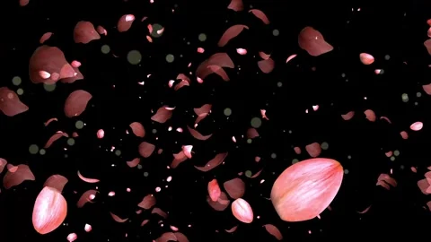 Romantic Pink Rose Petals Falling Motion Graphics Overlay with Alpha Channel Video stock 343823288
