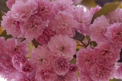 Romantic pink tree flowers in spring season Stock Photos