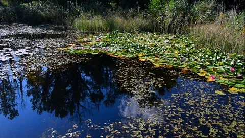 Romantic place for artists. Stock Footage 80419402