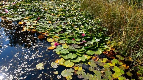 Romantic place for artists. Pond Stock Footage 80419374
