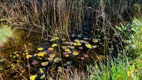 Romantic place for artists. Pond Video stock 80419409