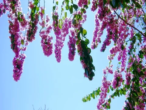 Romantic place,flower Stock Footage 78698538