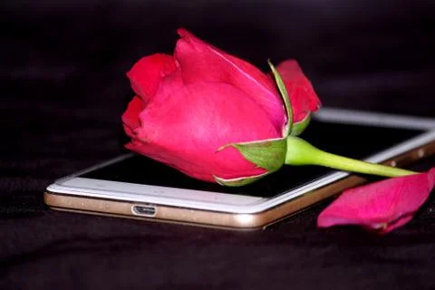 Romantic proposal, Red rose put on mobile Stock Photos