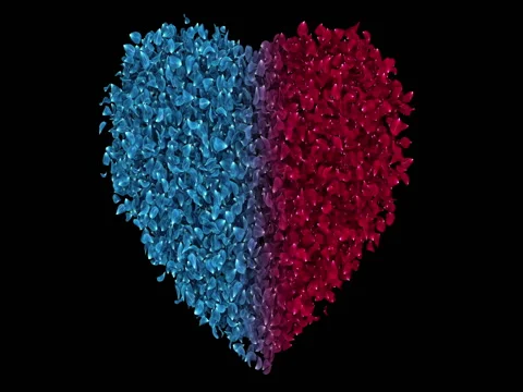 Romantic Red Blue Rose Flower Petals In Heart Shape Alpha Matte Loop 4k Stock Footage 71781329