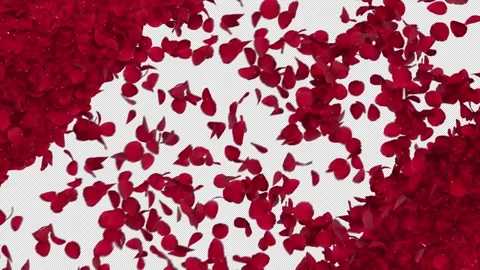 Romantic Red Flower Petals Blowing Across Transition. Video stock 342886950