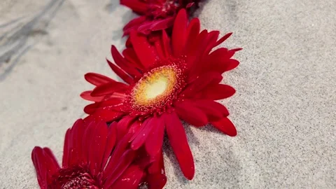 Romantic Red Gerbera Daisies for Special Occasions 스톡 동영상 274389557