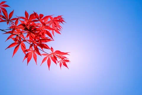 Romantic red leaves look like maple leaves. Stock Photos