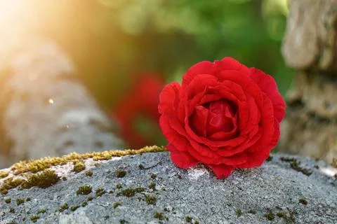 Romantic red rose flower in springtime Stock Photos