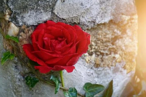 Romantic red rose flower in springtime Stock Photos