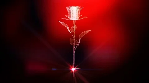 Romantic red rose Stock Footage 102803363