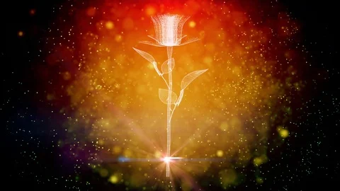 Withlove Rose Stock Footage ~ Royalty Free Stock Videos | Pond5