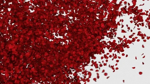 Romantic Red Rose Petals Alpha Transition Stock Footage 314410680