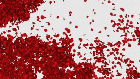 Romantic Red Rose Petals Alpha Transition Stock Footage 315748920