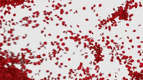 Romantic Red Rose Petals Alpha Transition Stock Footage 320215078