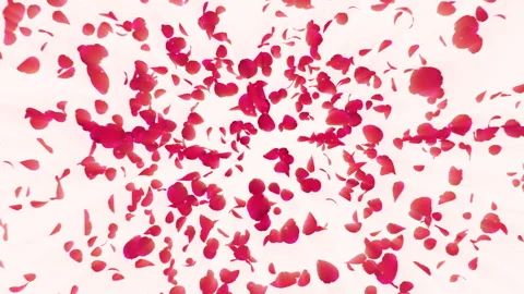 Romantic Red Rose Petals Explosion Pastel Background Stock Footage 319814137