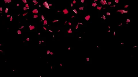 Romantic Red Rose Petals Falling with Alpha Matte Transition Black Background 4k Video stock 100166192