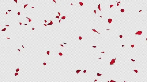 Romantic Red Rose Petals Falling Alpha Stock Footage 314817073