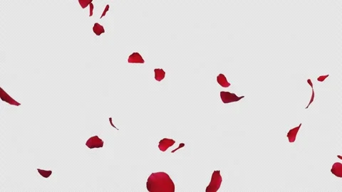 Romantic Red Rose Petals Falling Alpha Clip Stock Footage 328811068