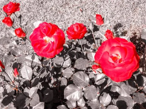 Romantic Red Rose Stock Photos