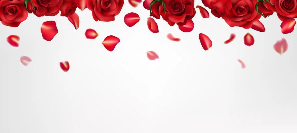 A romantic red rose realistic illustration, with falling petals. Perfect fo.. Stock Illustration